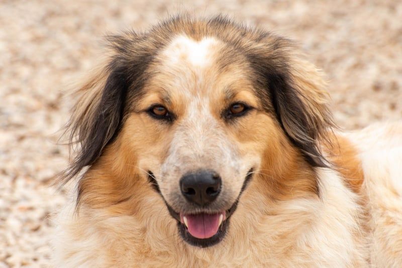 Miss Lotti - flauschiges Fell und großes Beschützerherz
