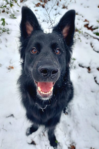 Bodhi möchte endlich ankommen (45257 Essen)