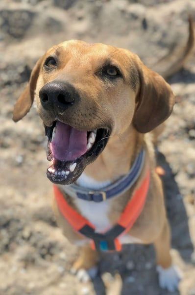 Freddi – ein richtig toller Hundekumpel (21337 Lüneburg)