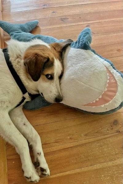 Sharky - Kinderfreund sucht Familie (47839 Krefeld)