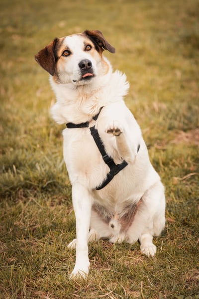 Sharky - Kinderfreund sucht Familie (47839 Krefeld)