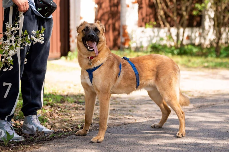 Freundlicher Waldaj sucht sein Zuhause