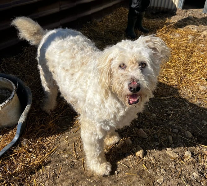 RUDOLFINE - XL-Kuschelbär mit Charakter