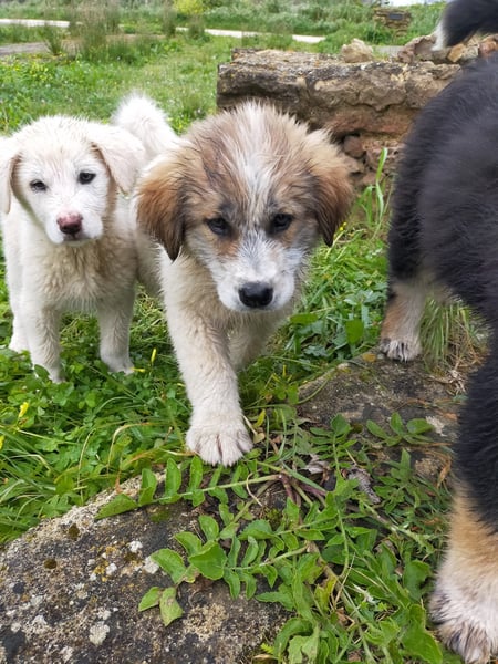 MOSES – gerettet, verspielt und bereit für sein Glück