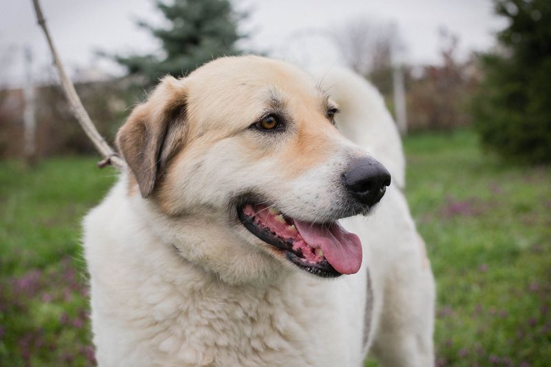KAMILA - ruhige, nette und besonnene Herdenschutz-Mix-Hündin sucht erfahrene Familie