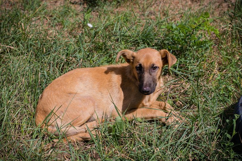 OZZY - wer möchte mit mir spielen, knuddeln und immer für mich da sein?