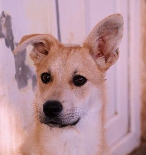 VALENTIN - lieber, sanfter Junghund sucht sein Zuhause