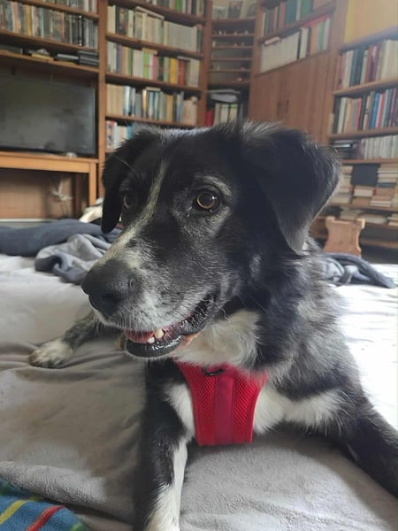 Anima, Schönheit sucht Zuhause für immer