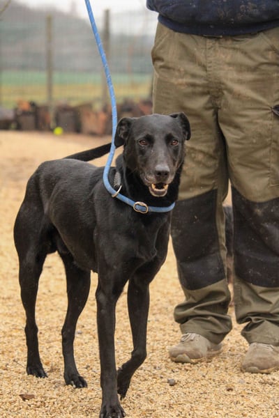 Kormos VA - aufgeweckt, menschenbezogen