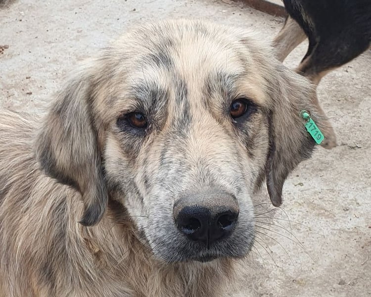 ♥ANNA♥ wunderschöne, große, sanfte und ruhige Hündin 63 cm