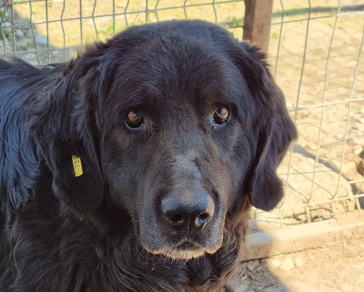 ♥BRAVEHEART♥ so menschenbezogener, dankbarer großer Rüde - ein Lämmchen im Hundekörper 65 cm