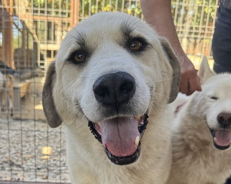 ♥BRADLEY♥ wunderschöner,so lieber,stattlicher HerdenschutzRüde mit einem wundervollen Charakter 71cm