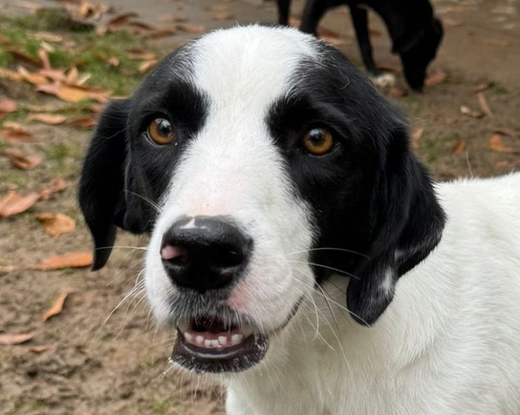 ♥NEISHA♥ neu auf Pflegestelle bei Köln - wunderbare, sanfte, verschmuste Hündin 63 cm