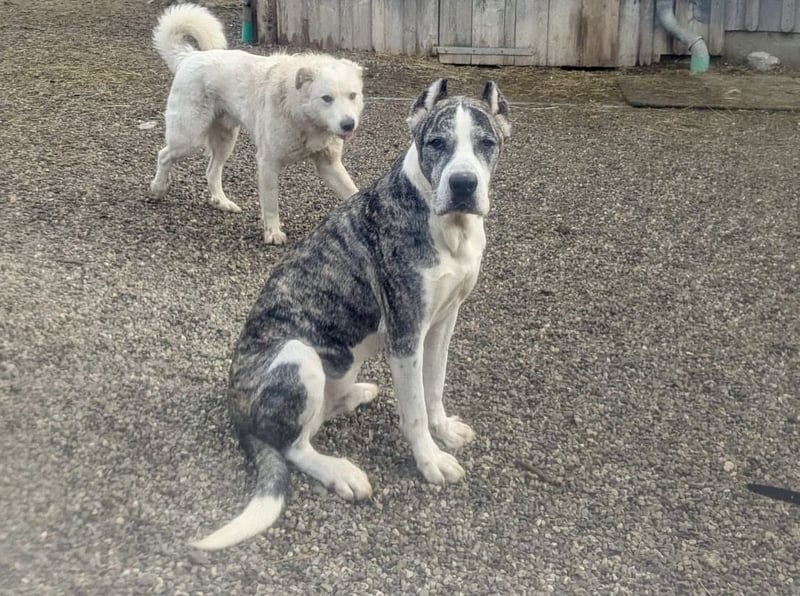 Großer Tierschutzrüde Morris ❤️ (in Aitrang) sucht freundliches Zuhause