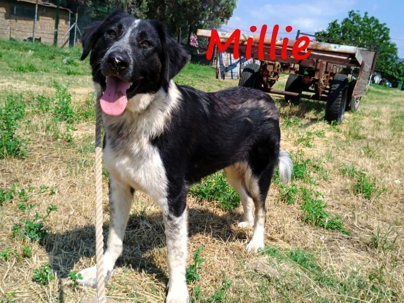 Millie geb. 09/2024 (GRC) - sanfte, verschmuste und verspielte Junghündin!