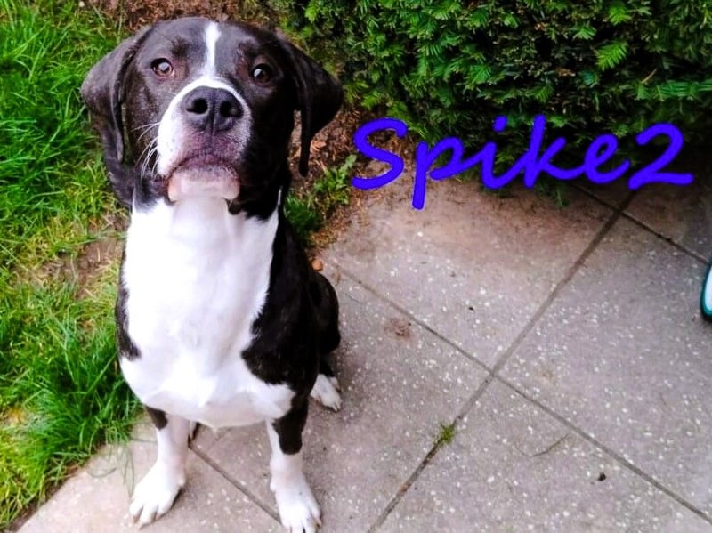 Spike2 geb. 01/2025 (in Deutschland) - verträglicher und braver Junghund!