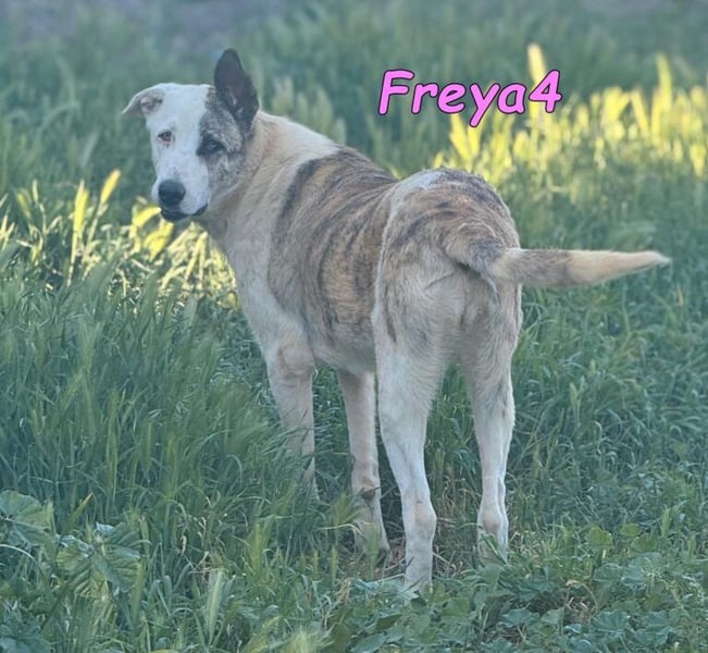 Freya4 geb. 05/2025 (ESP) - liebevolle, gesellige und verspielte Galgo-Mix Welpin sucht ein Zuhause!