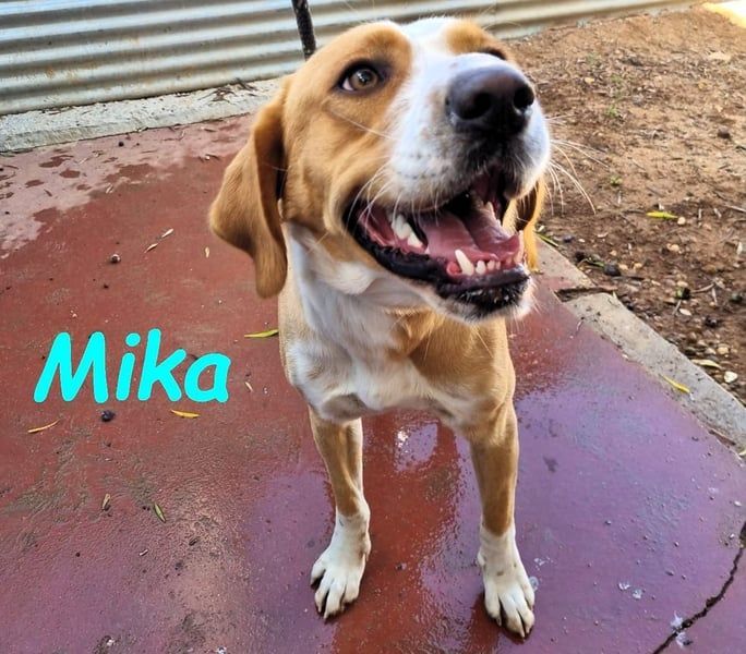 Mika geb. 11/2024 (ESP) - lebensfroher, sportlicher und lernwilliger Junghund!