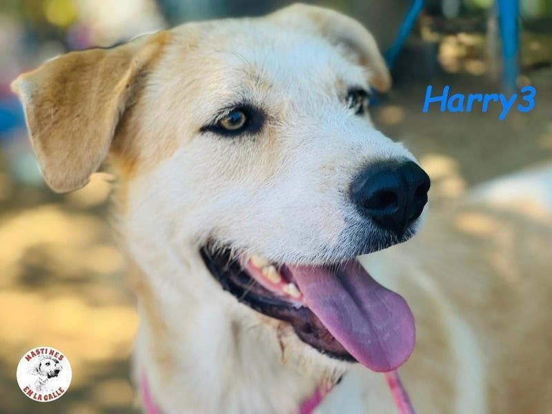 Harry3 07/2022 (ESP) - angenehmer und menschenbezogener Rüde!