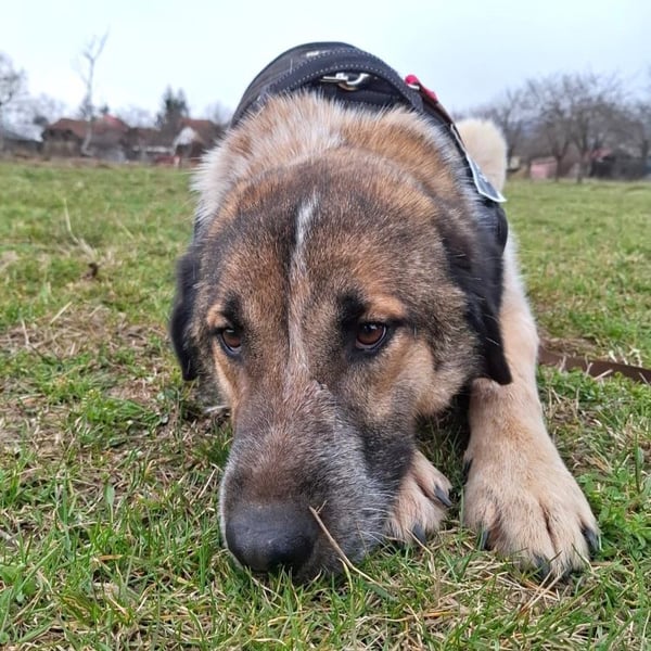 Dusty - freundlicher, verspielter, katzenverträglicher junger Rüde sucht ein Zuhause