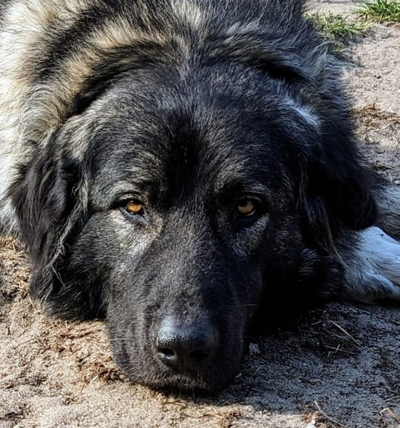 Püppi – endlich für immer ankommen!