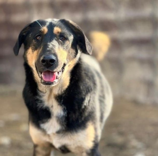 FINNEGAN - bezaubernde Hündin sucht liebevolles Zuhause