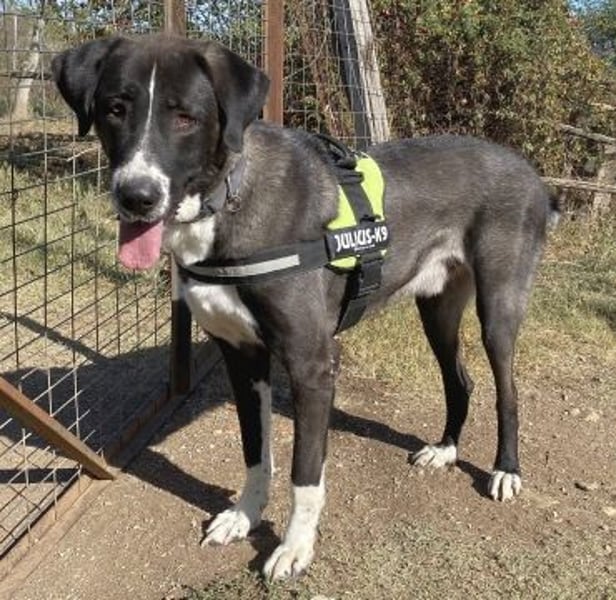 Yvan - sanfter Riese und Menschenfreund