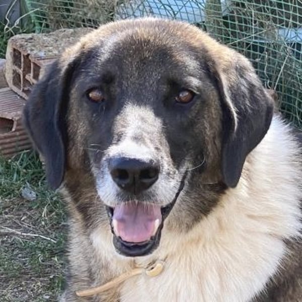 * Handicap* Bo, sanfte Seele