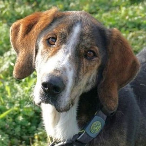 Marko-sanfter Schatz auf der Suche nach einem Zuhause