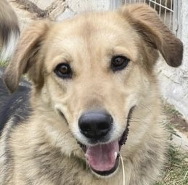 Flitzemaus Nelly - super lieb, und verträglich