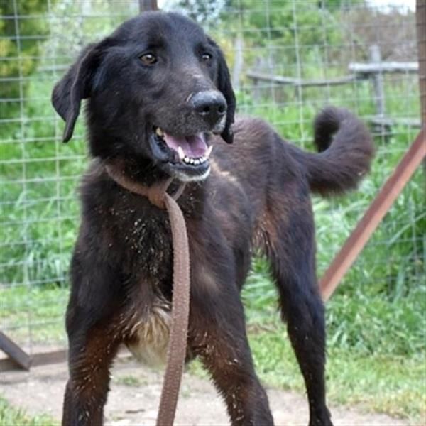 Vigor - sanfter Hundemann mit langen Beinchen