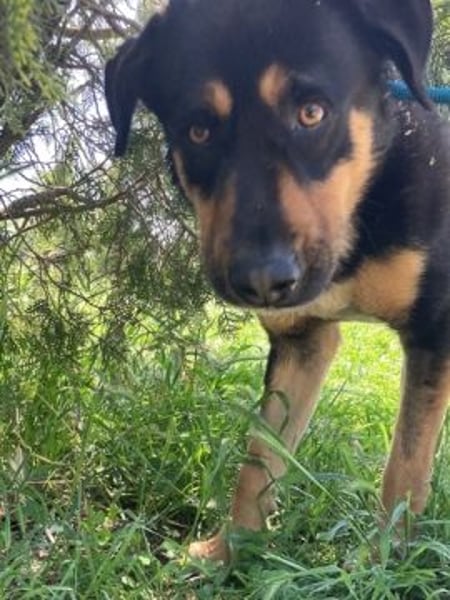 Jake - sanfter Schatz such sein Für-immer-Zuhause