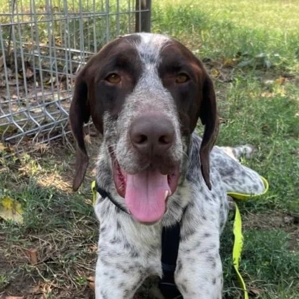 VITO - aktiver, liebenswerter Rüde sucht sportliches Zuhause