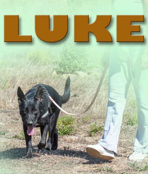 Luke – ein prima Kumpel