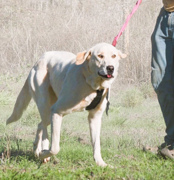 Doya – ein großer Schatz