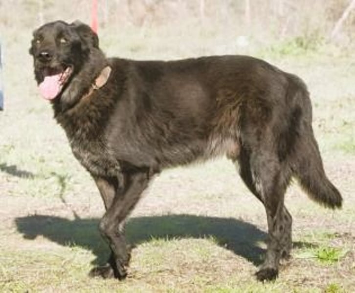 Mike – ein Goldschatz