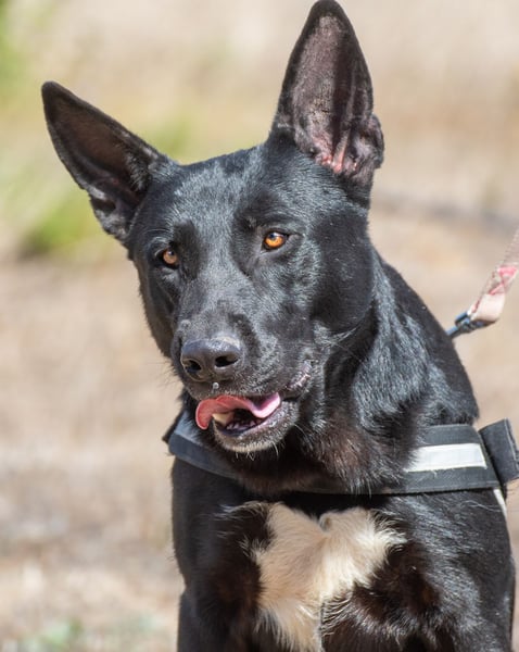 Luke – ein prima Kumpel