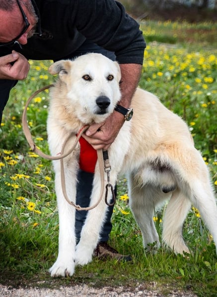 Obelix – ein tapferer Bursche