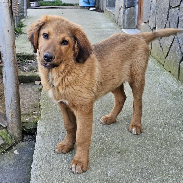 Cookie - Für-Immer-Körbchen gesucht