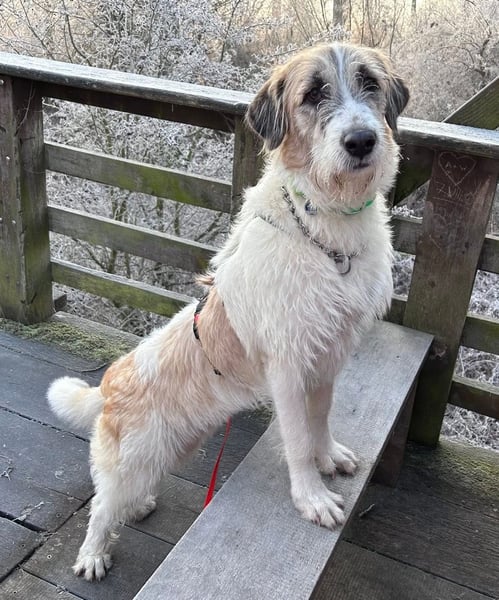 Fussel - verschmust und jung - BEREITS IN DEUTSCHLAND