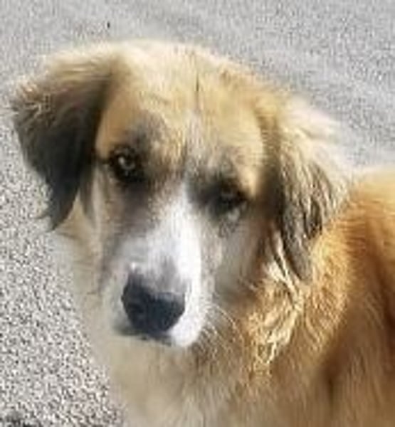 Manolo - sanfter Riese wartet in 67549 Worms