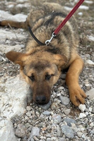 Beethoven: Große Pfoten, großes Glück