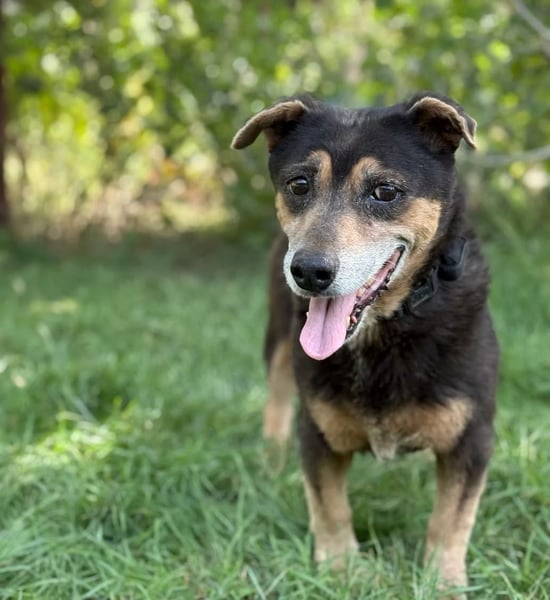 TATJANA - Eine bezaubernde Hundeseniorin sucht ein warmes Zuhause für ihren Lebensabend