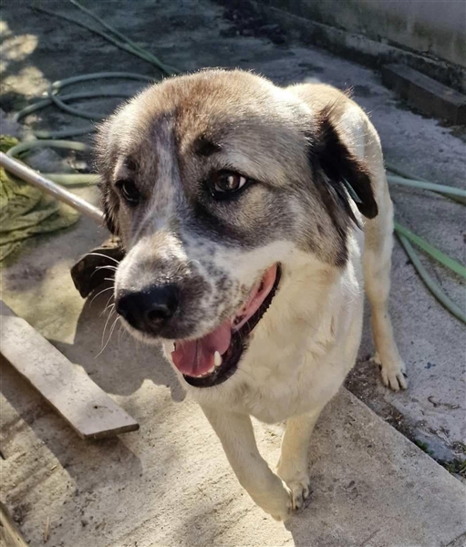 LUNA-hübsches HUndemädchen sucht ihre Menschen