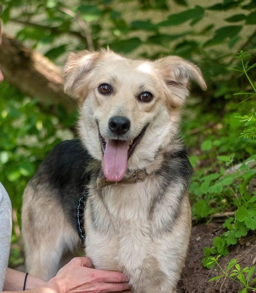 Rada - Supermaus sucht Familie (Ukraine)