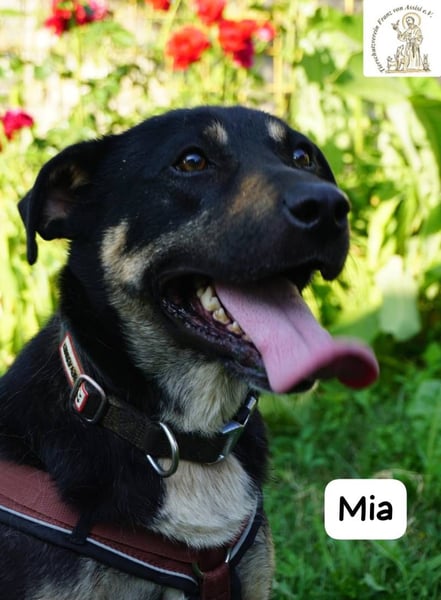 Mia – Action, Herz und Pfotenpower!