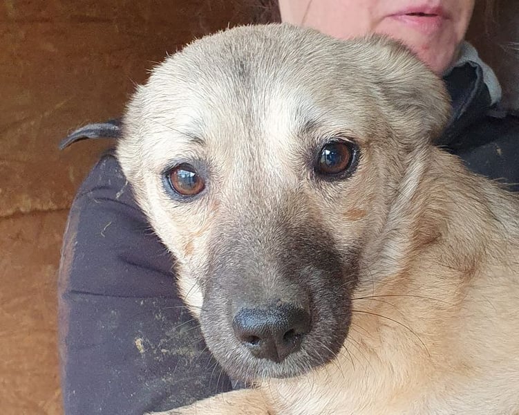 ♥BRENDA♥ ganz süße, noch etwas schüchterne Junghündin 39 cm (noch etwas wachsend)