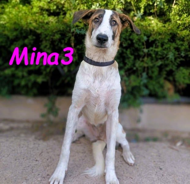 Mina3 geb. 12/2024 (ESP) - sanfte, verspielte und liebevolle Junghündin!