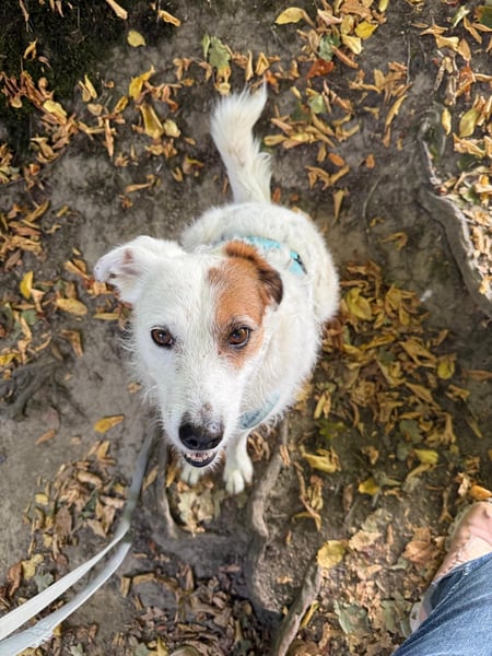 Neues Zuhause für Terriermischlingshündin Lola gesucht