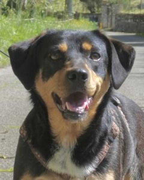 Dora - Anhängliche Dora sucht ihren Lieblingsmenschen